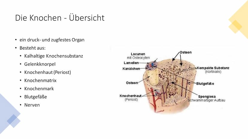 OSTEOPOROSE
crevis- Fotolia INHALTSVERZEICHNIS
• Definition
• Wer ist betroffen?
Symptome
• Die Knochen - Übersicht
●
• Die Knochensubstanz
