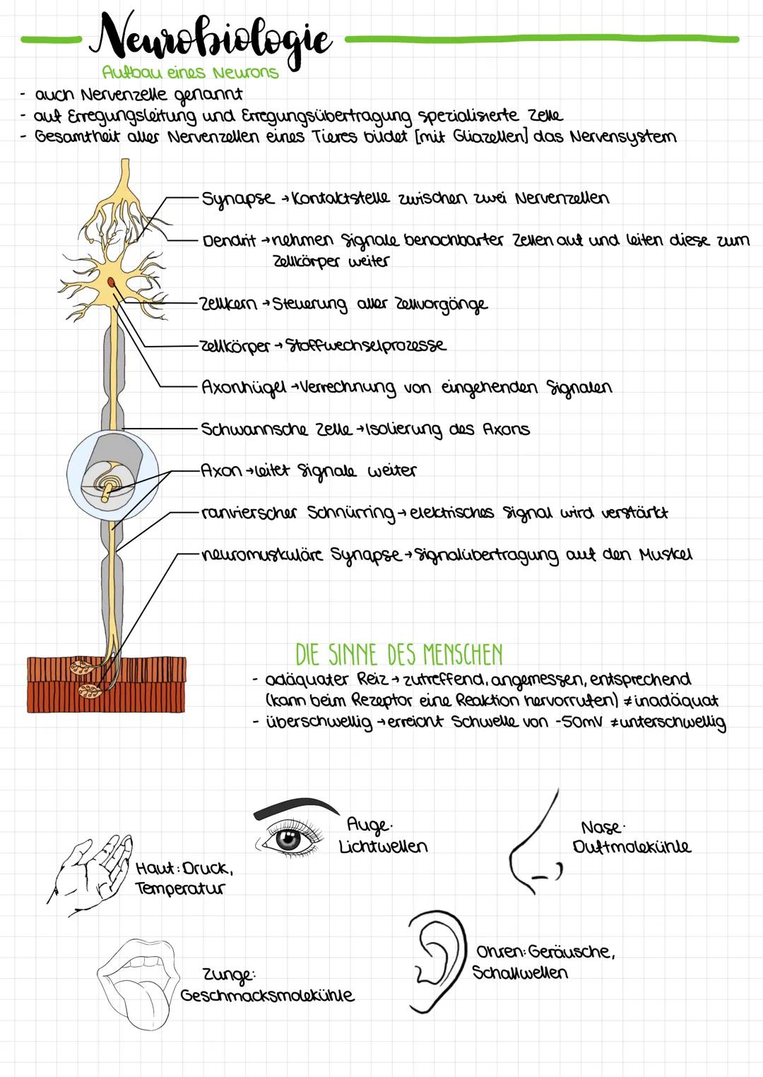 Neurobiologie
Aufbau eines Neurons
auch Nervenzelle genannt
aut Erregungsleitung und Erregungsübertragung spezialisierte Zelle
Gesamtheit al