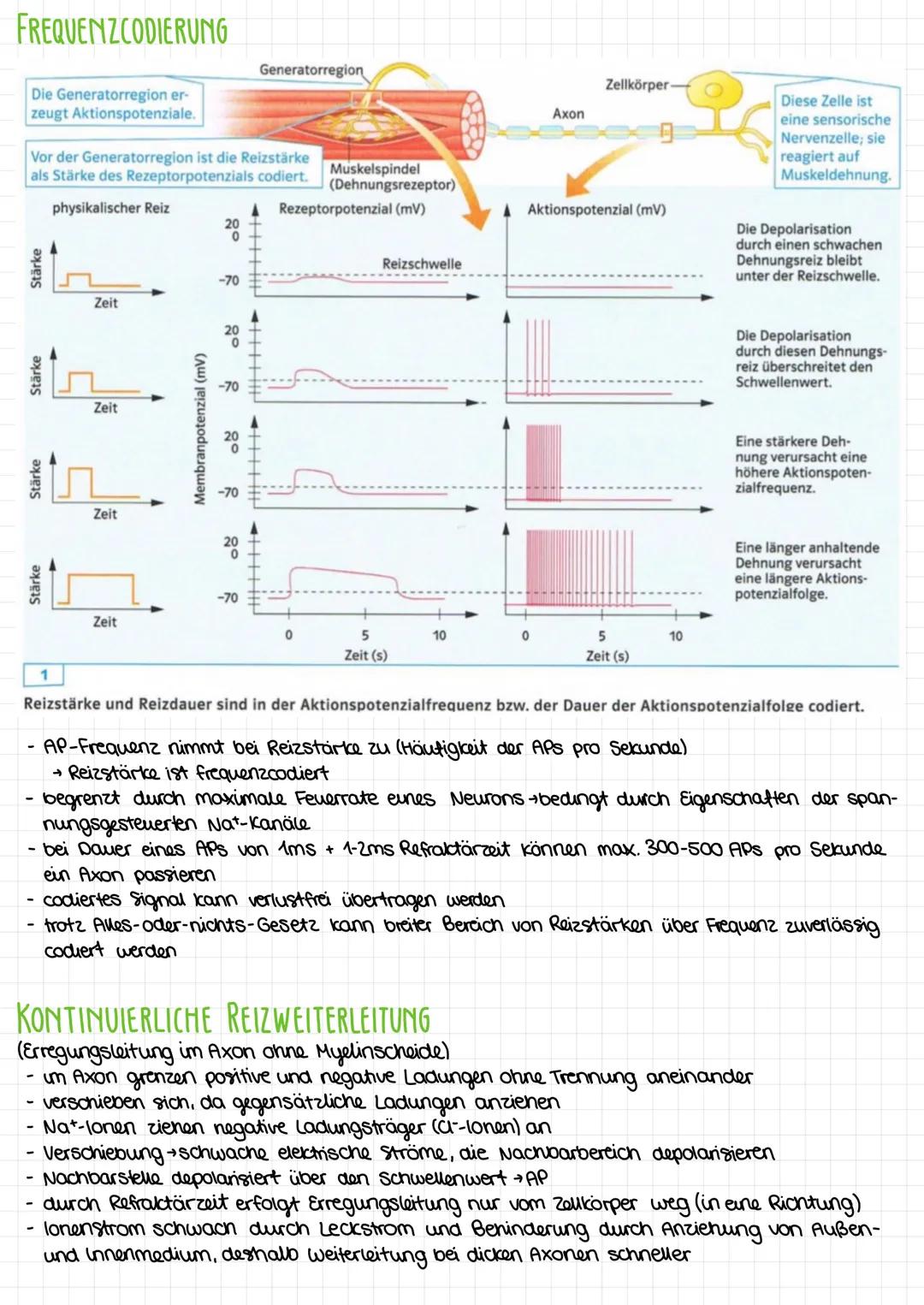 Neurobiologie
Aufbau eines Neurons
auch Nervenzelle genannt
aut Erregungsleitung und Erregungsübertragung spezialisierte Zelle
Gesamtheit al