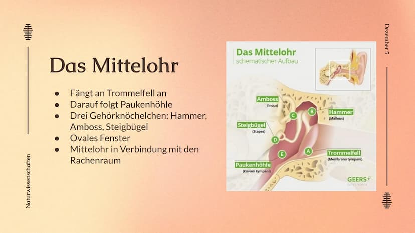 Das Ohr
Das Ohr
von: Madita Harting und Sarina Rohani
November 22 Inhaltsverzeichnis
LE36789
1.
2.
3.
4.
5.
6.
7.
8.
9.
Das Ohr Aufbau
Das A