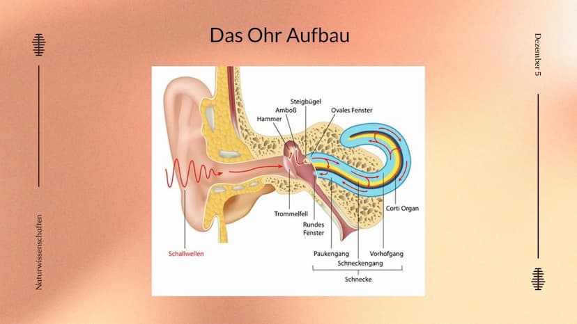 Das Ohr
Das Ohr
von: Madita Harting und Sarina Rohani
November 22 Inhaltsverzeichnis
LE36789
1.
2.
3.
4.
5.
6.
7.
8.
9.
Das Ohr Aufbau
Das A