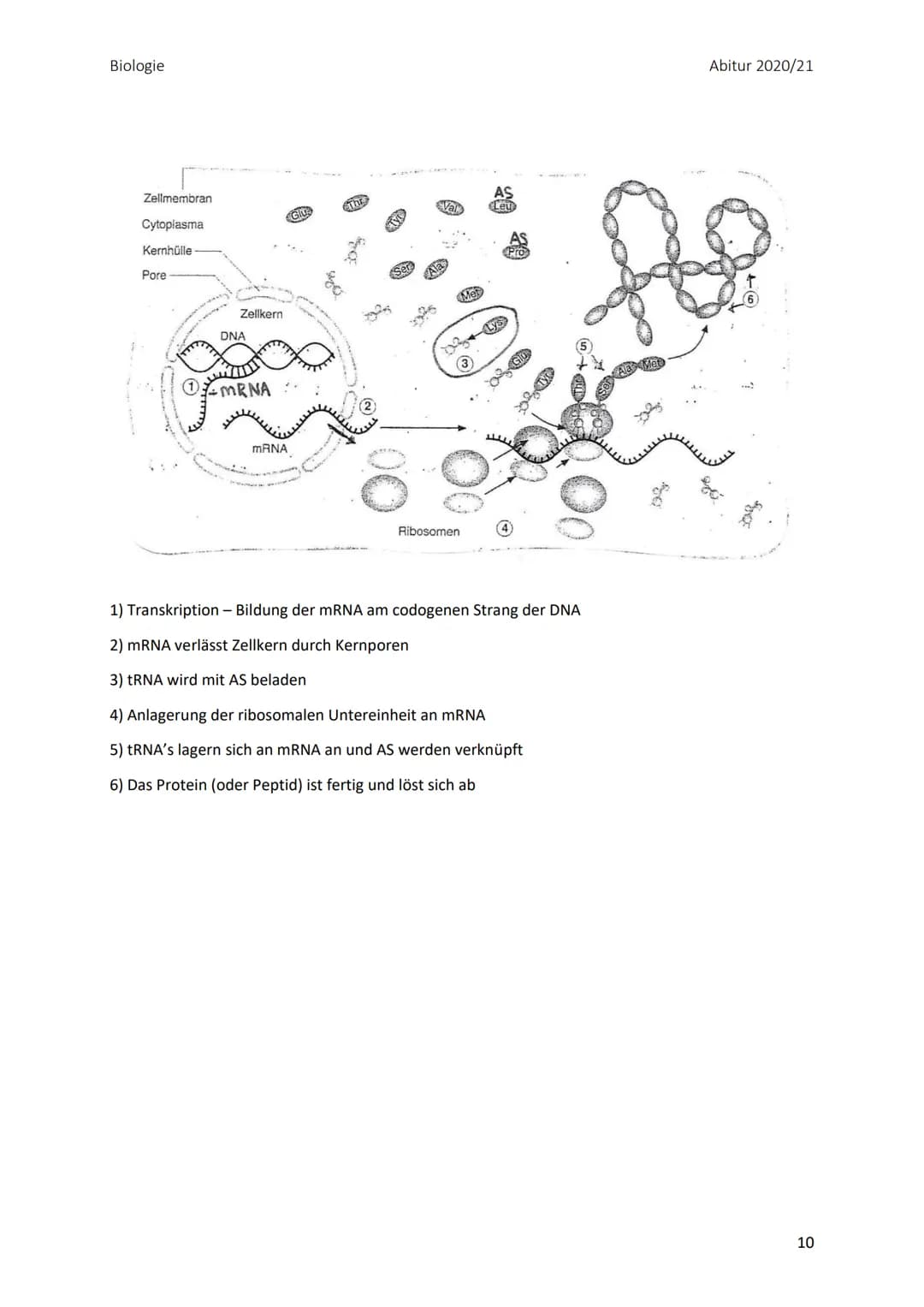 Biologie
Zusammenfassung der Themengebiete zu Biologie
LPE 3, 4, 5 und 6
LPE 3: Genetik
Inhalt
1. Sexuelle Fortpflanzung
1.1. Keimzellbildun