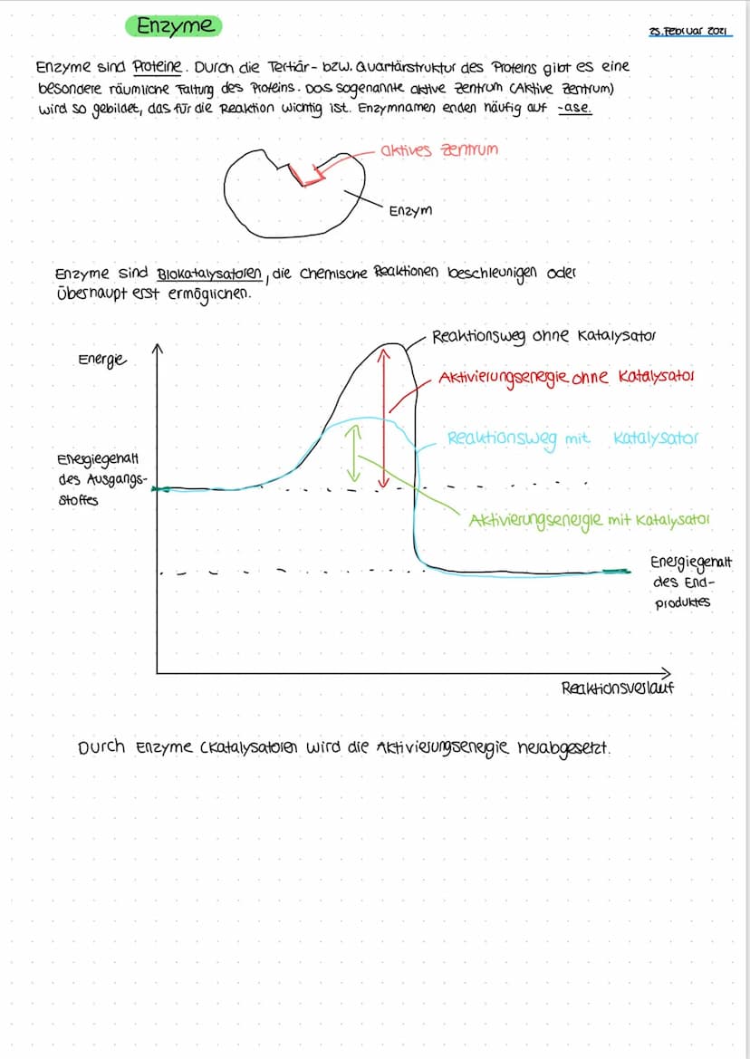 Glucose
Produkte
werden
freigesetzt
Ablauf einer enzymreaktion.
Fructose
Maltose
Enzym
Saccharase
Enzym und Substrat
Andeutung der
Schnittst