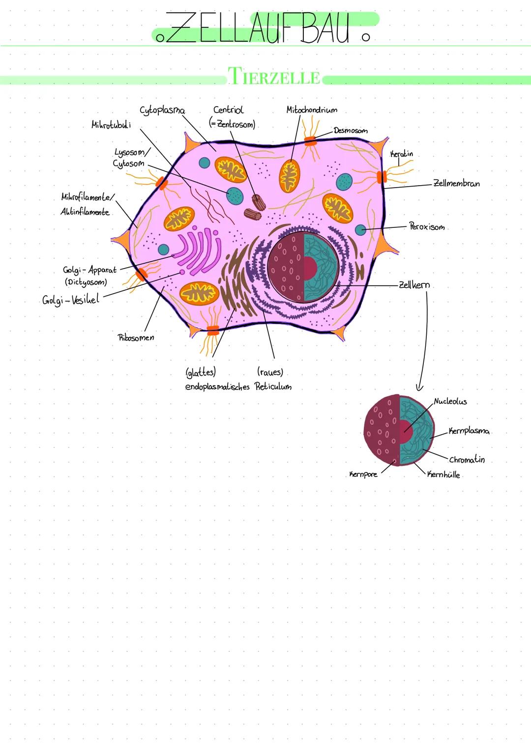 Mihrotubuli
Lysosom/
Cytosom
Mikrofilamente/
Aktinfilamente.
Golgi- Apparat
(Dictyosom)
Golgi-Vesikel-
Cytoplasma
.ZELLAUFBAU..
TIERZELLE
Ri