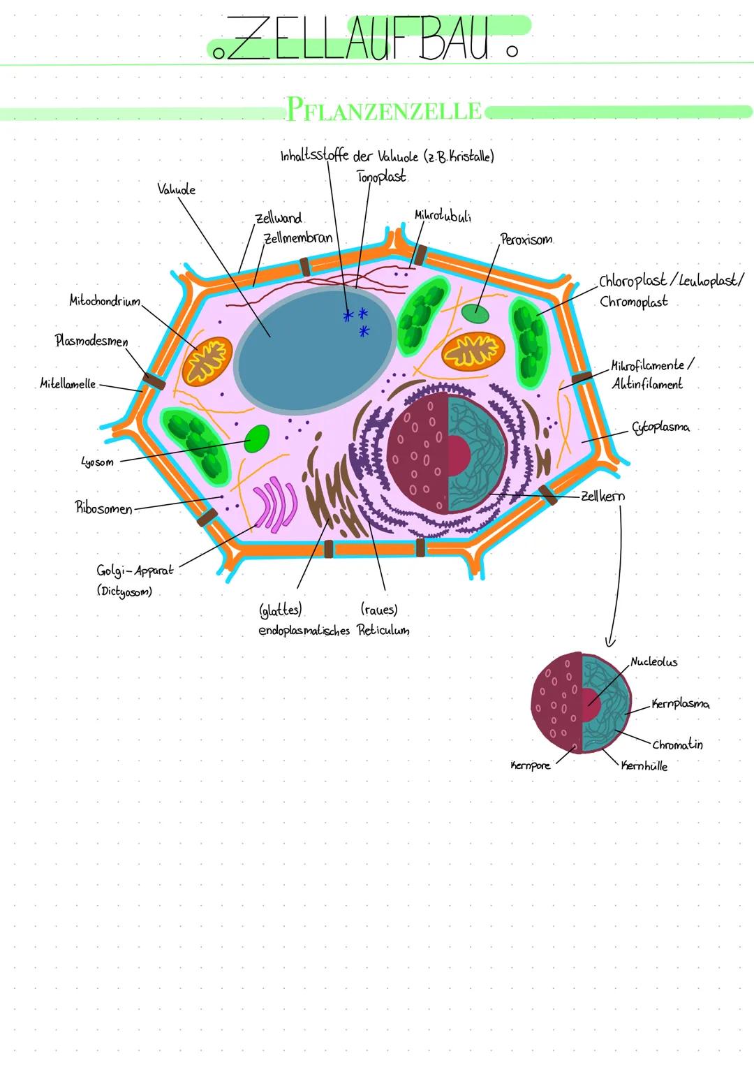 Mihrotubuli
Lysosom/
Cytosom
Mikrofilamente/
Aktinfilamente.
Golgi- Apparat
(Dictyosom)
Golgi-Vesikel-
Cytoplasma
.ZELLAUFBAU..
TIERZELLE
Ri