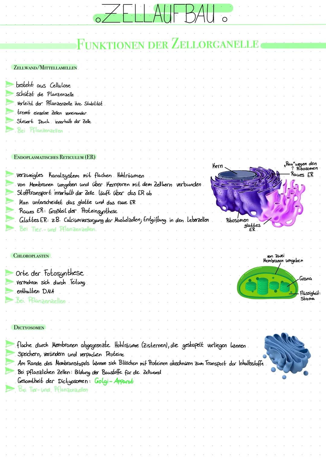 Mihrotubuli
Lysosom/
Cytosom
Mikrofilamente/
Aktinfilamente.
Golgi- Apparat
(Dictyosom)
Golgi-Vesikel-
Cytoplasma
.ZELLAUFBAU..
TIERZELLE
Ri