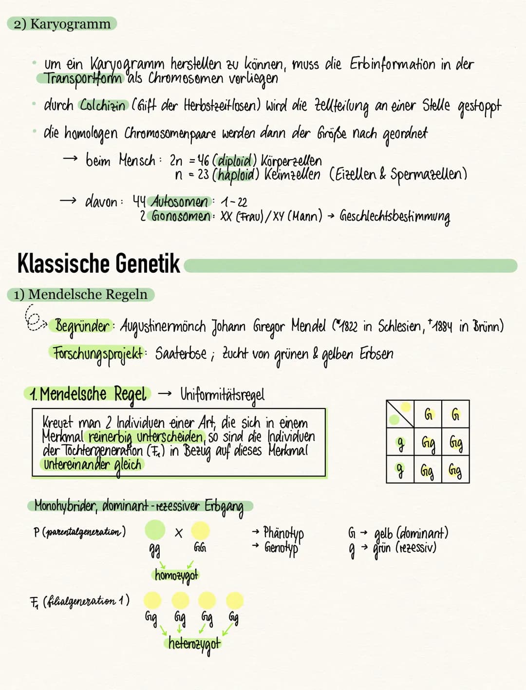 Chromosomen
1) Bau und Funktion eines Chromosoms
» nur während Kerteilung sichtbar
Chromosomen sind fädige Strukturen aus
Proteinen und DNA
