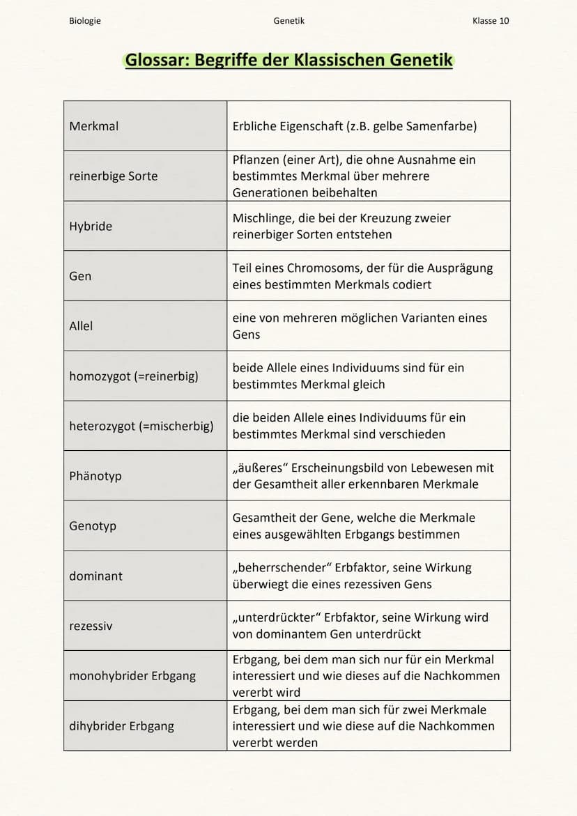 Chromosomen
1) Bau und Funktion eines Chromosoms
» nur während Kerteilung sichtbar
Chromosomen sind fädige Strukturen aus
Proteinen und DNA
