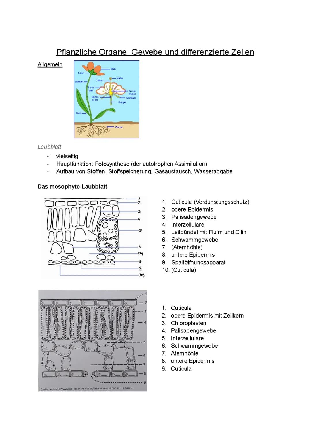 Pflanzliche Organe, Gewebe und differenzierte Zellen 