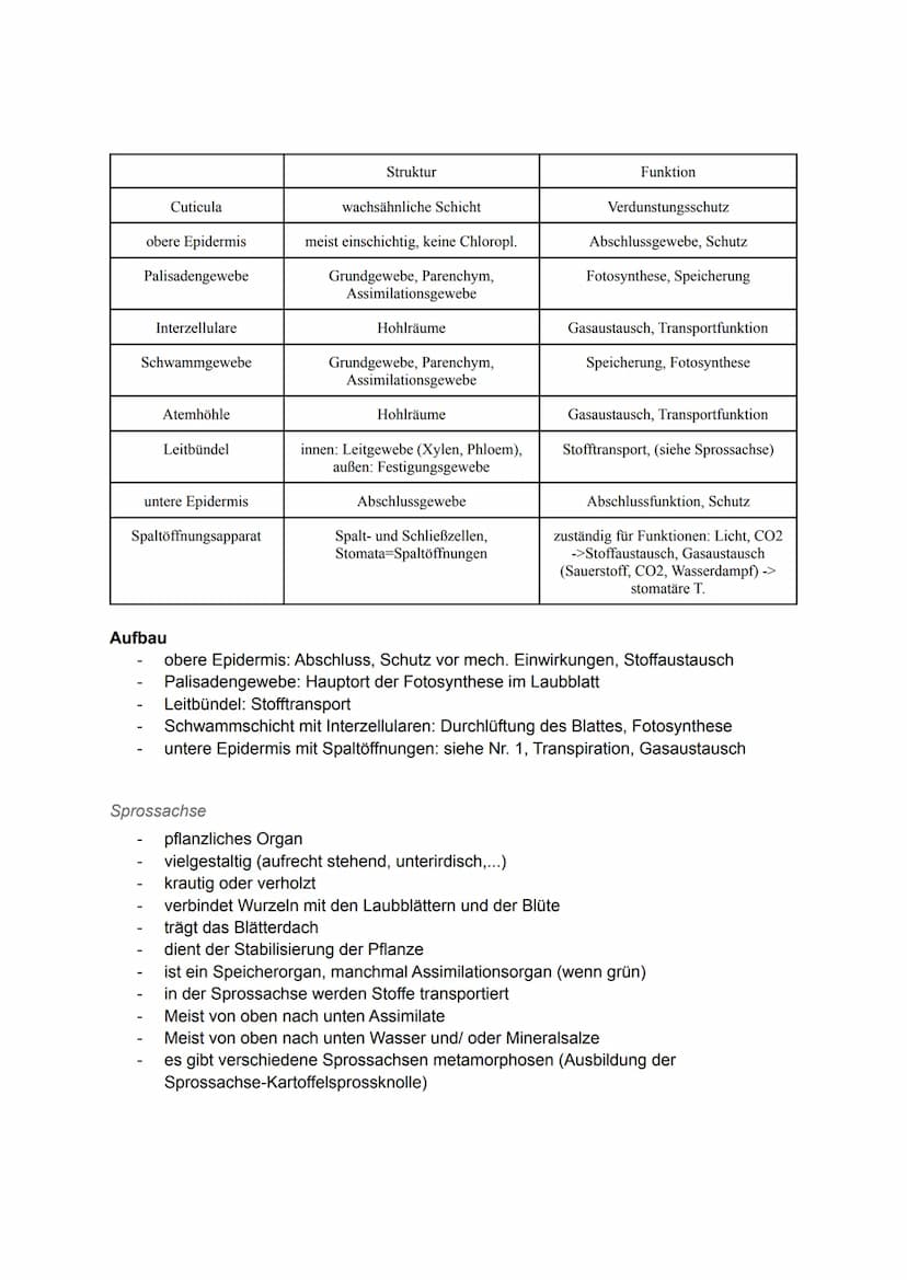 Pflanzliche Organe, Gewebe und differenzierte Zellen
Allgemein
Laubblatt
Kelch
Stängel-
Blatt-
Staub
blatt
TA
0000
00
Griffel Narbe
Blüten
b
