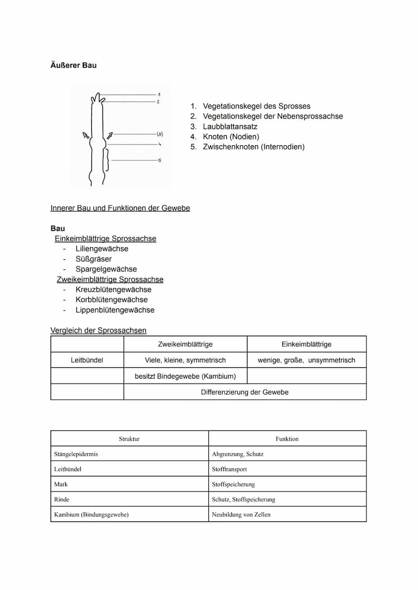 Pflanzliche Organe, Gewebe und differenzierte Zellen
Allgemein
Laubblatt
Kelch
Stängel-
Blatt-
Staub
blatt
TA
0000
00
Griffel Narbe
Blüten
b