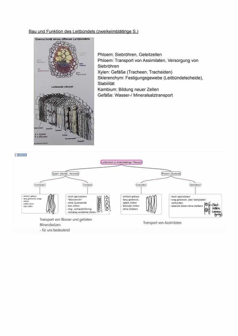 Pflanzliche Organe, Gewebe und differenzierte Zellen
Allgemein
Laubblatt
Kelch
Stängel-
Blatt-
Staub
blatt
TA
0000
00
Griffel Narbe
Blüten
b