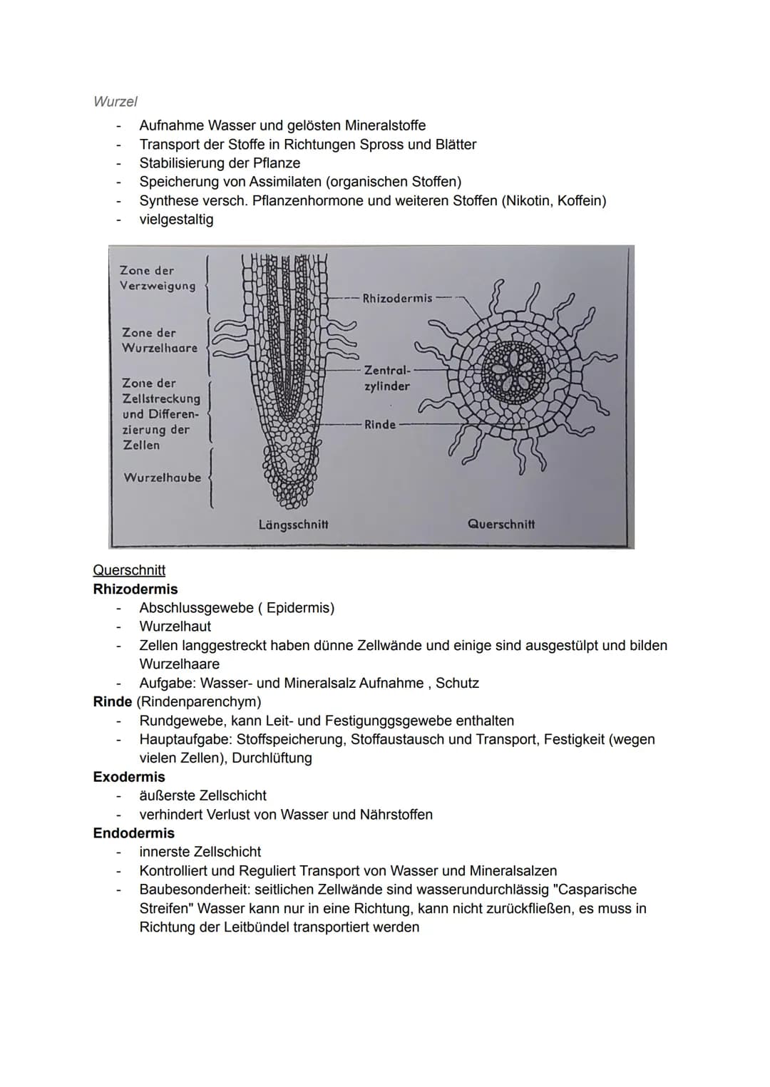 Pflanzliche Organe, Gewebe und differenzierte Zellen
Allgemein
Laubblatt
Kelch
Stängel-
Blatt-
Staub
blatt
TA
0000
00
Griffel Narbe
Blüten
b
