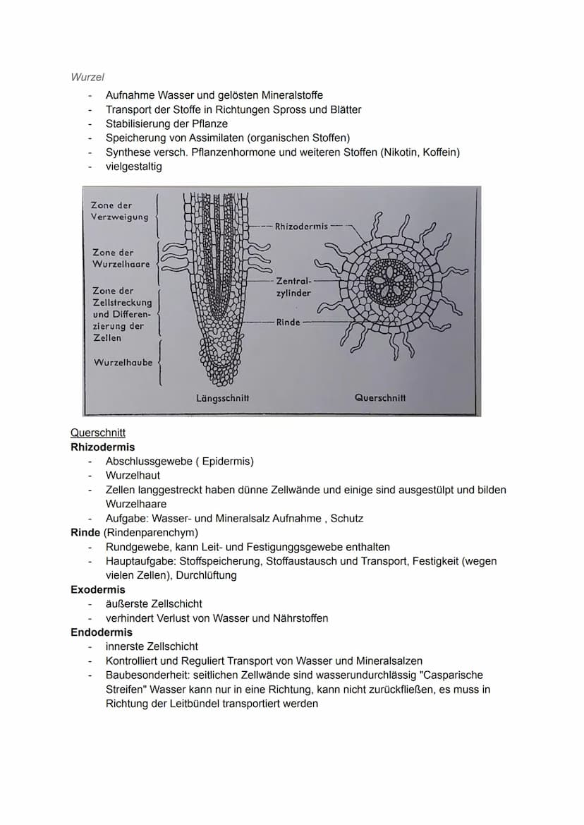 Pflanzliche Organe, Gewebe und differenzierte Zellen
Allgemein
Laubblatt
Kelch
Stängel-
Blatt-
Staub
blatt
TA
0000
00
Griffel Narbe
Blüten
b