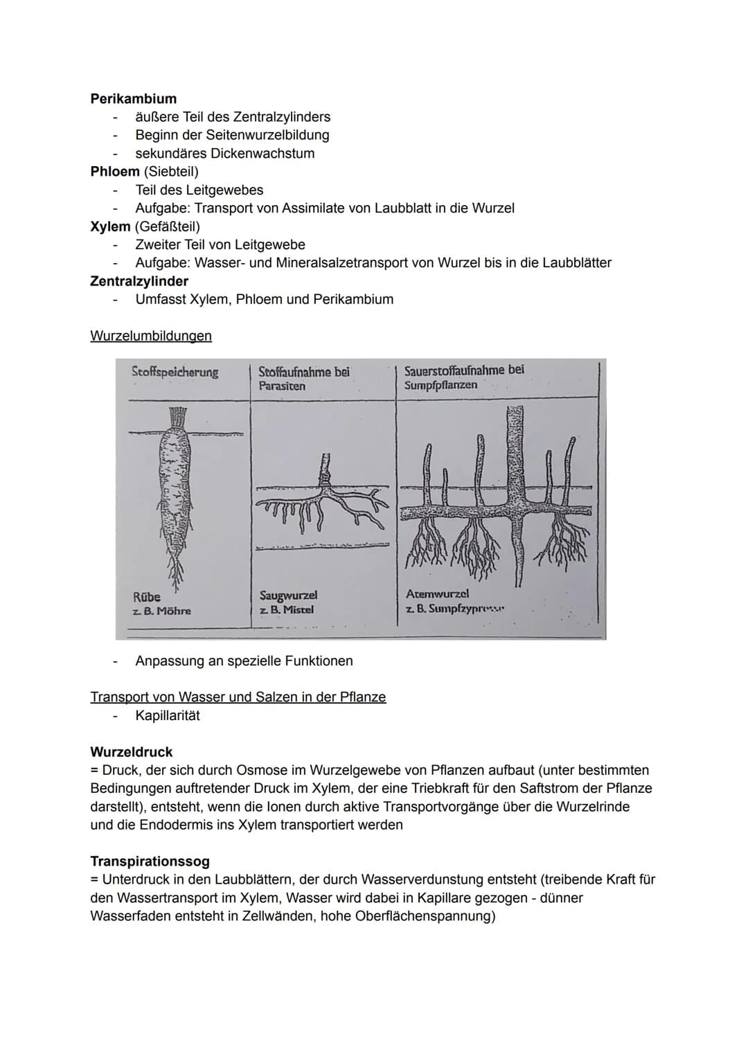 Pflanzliche Organe, Gewebe und differenzierte Zellen
Allgemein
Laubblatt
Kelch
Stängel-
Blatt-
Staub
blatt
TA
0000
00
Griffel Narbe
Blüten
b