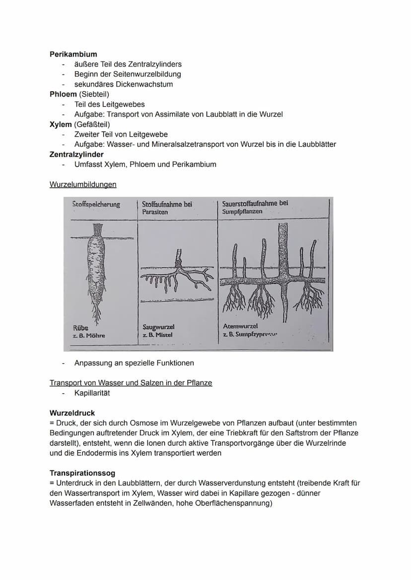 Pflanzliche Organe, Gewebe und differenzierte Zellen
Allgemein
Laubblatt
Kelch
Stängel-
Blatt-
Staub
blatt
TA
0000
00
Griffel Narbe
Blüten
b