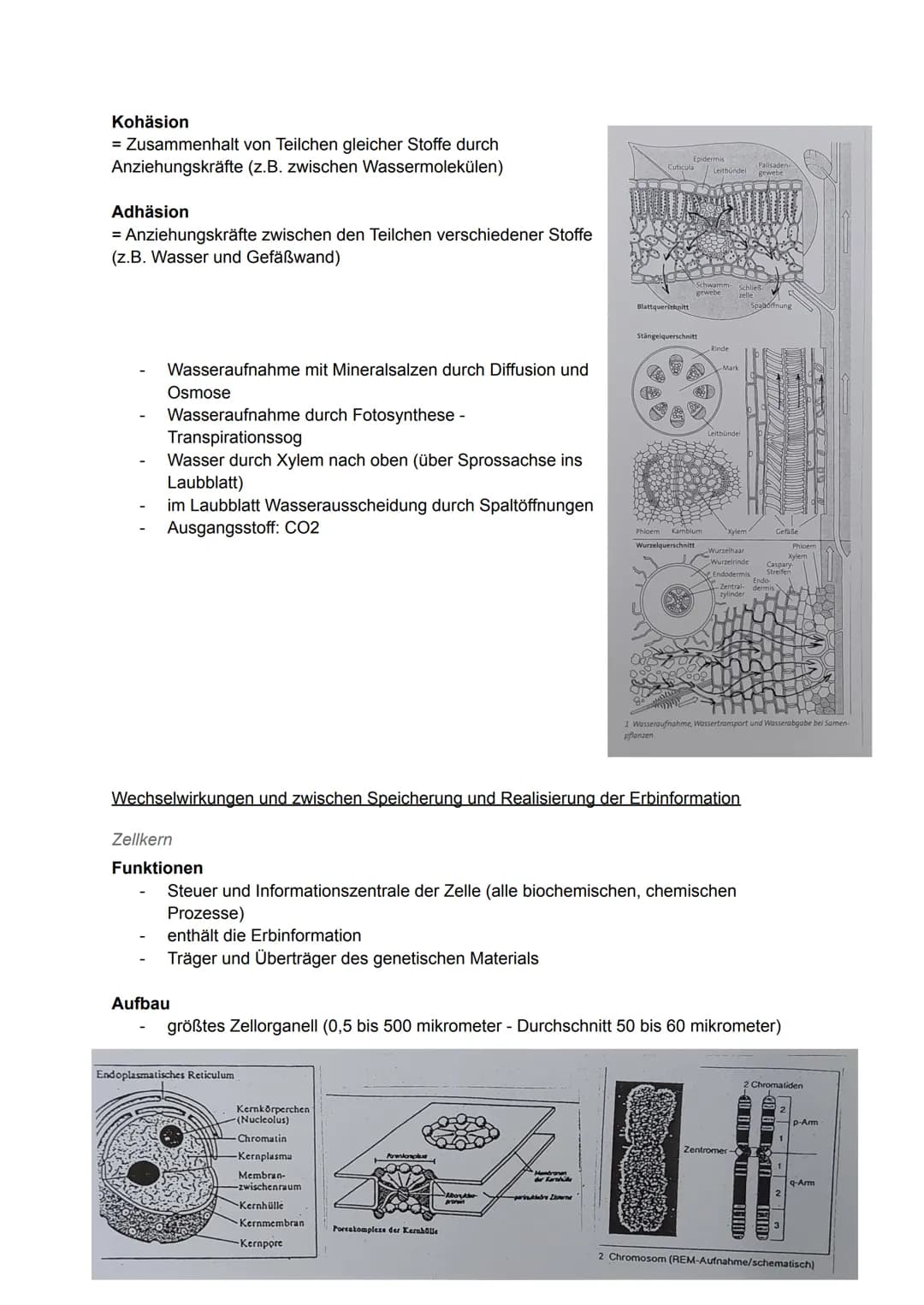 Pflanzliche Organe, Gewebe und differenzierte Zellen
Allgemein
Laubblatt
Kelch
Stängel-
Blatt-
Staub
blatt
TA
0000
00
Griffel Narbe
Blüten
b