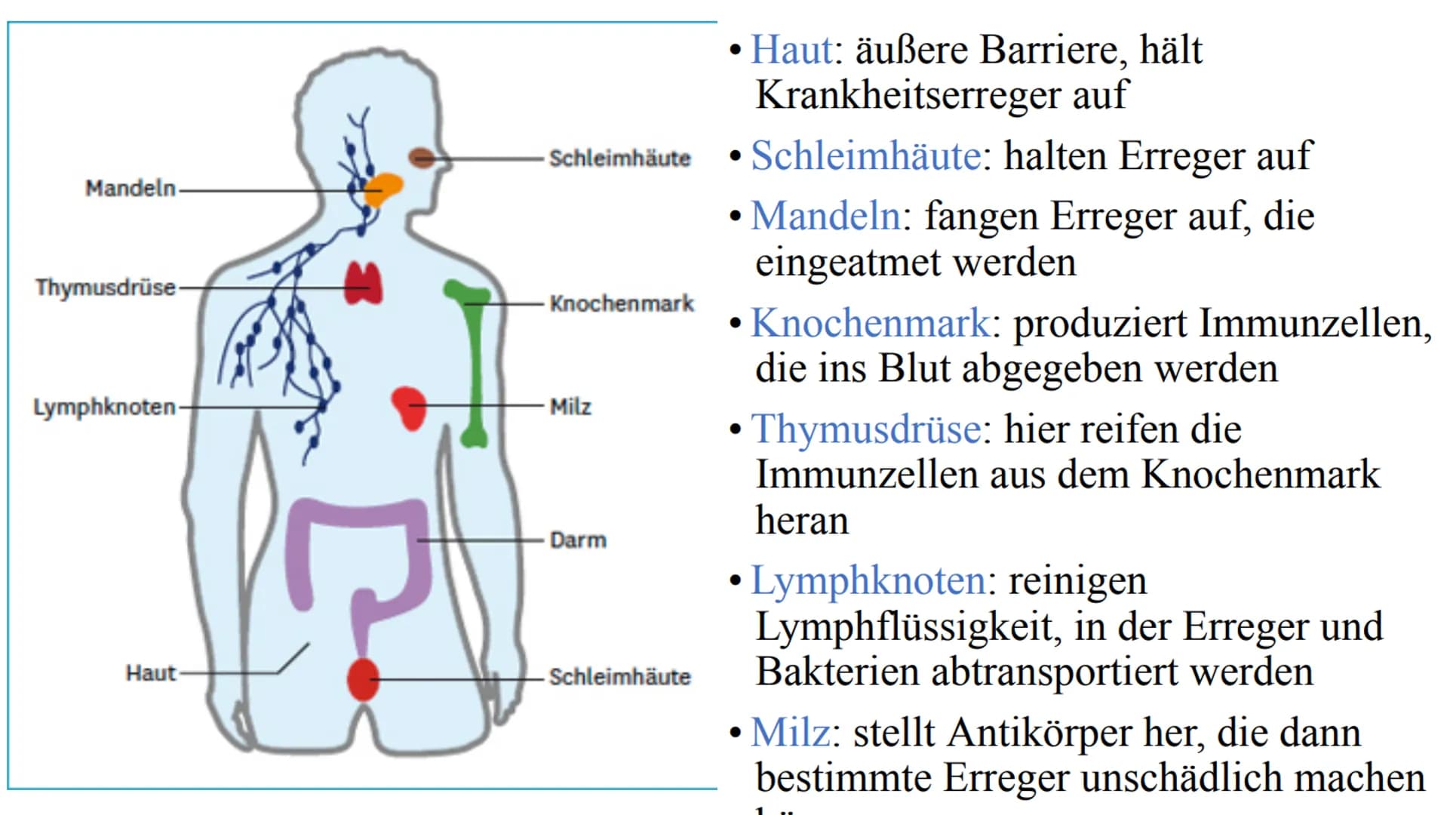 Das Immunsystem einfach erklärt für Kinder – PDF zum Download