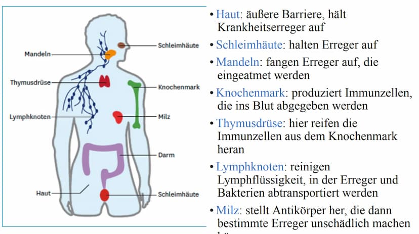 Das Immunsystem Das
Immunsystem
ist das körpereigene, individuelle Abwehrsystem gegen schädlichen
Krankheitserreger
Der Begriff des 'Immunsy