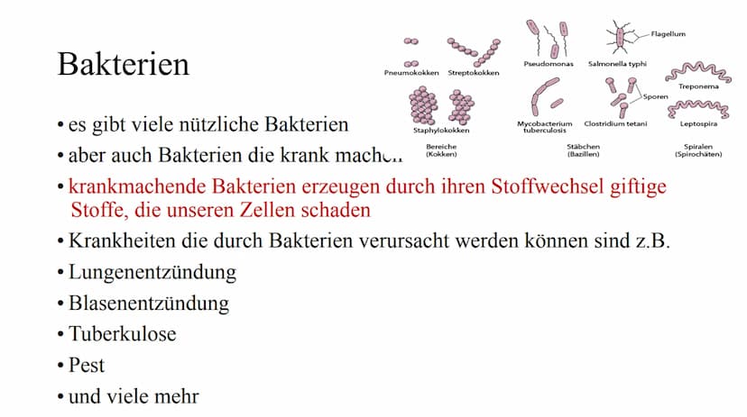 Das Immunsystem Das
Immunsystem
ist das körpereigene, individuelle Abwehrsystem gegen schädlichen
Krankheitserreger
Der Begriff des 'Immunsy