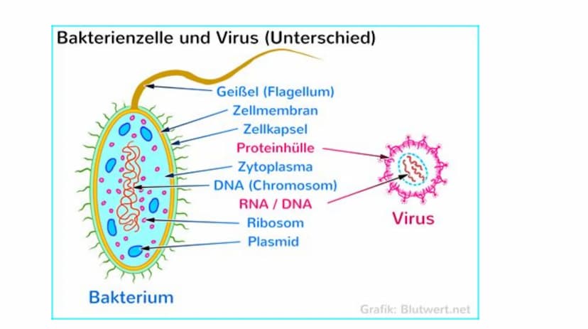 Das Immunsystem Das
Immunsystem
ist das körpereigene, individuelle Abwehrsystem gegen schädlichen
Krankheitserreger
Der Begriff des 'Immunsy