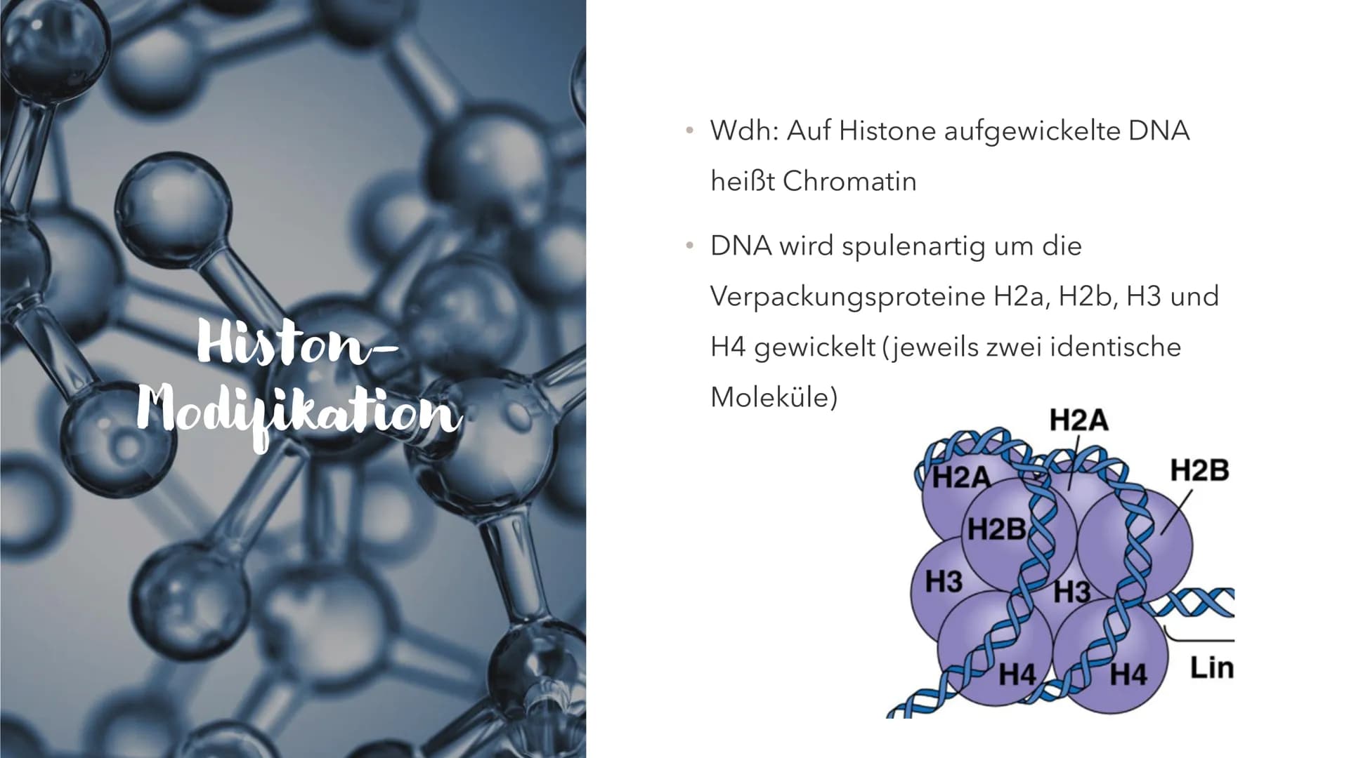 Epigenetik
HABEN GENE EIN GEDÄCHTNIS? Mehr als die
Summe
seiner Gene
●
●
●
Epigenetik = Genetik+Epigenese
Regulationsebene der Gene oberhalb