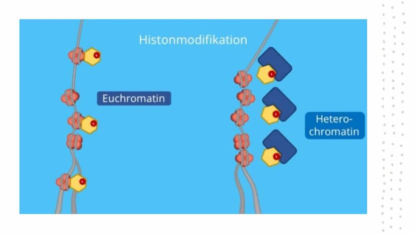 Epigenetik
HABEN GENE EIN GEDÄCHTNIS? Mehr als die
Summe
seiner Gene
●
●
●
Epigenetik = Genetik+Epigenese
Regulationsebene der Gene oberhalb