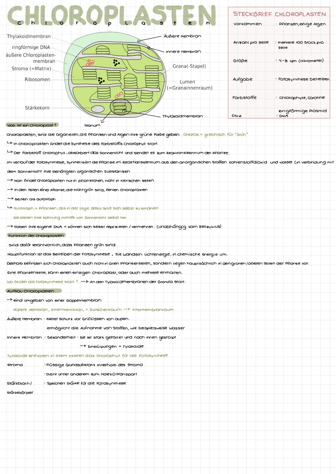 CHLOROPLASTEN
Thylakoidmembran
ringförmige DNA
äußere Chloroplasten-
membran
Stroma (Matrix).
Ribosomen-
Stärkekorn
ooo
Granum
Innere Hembra