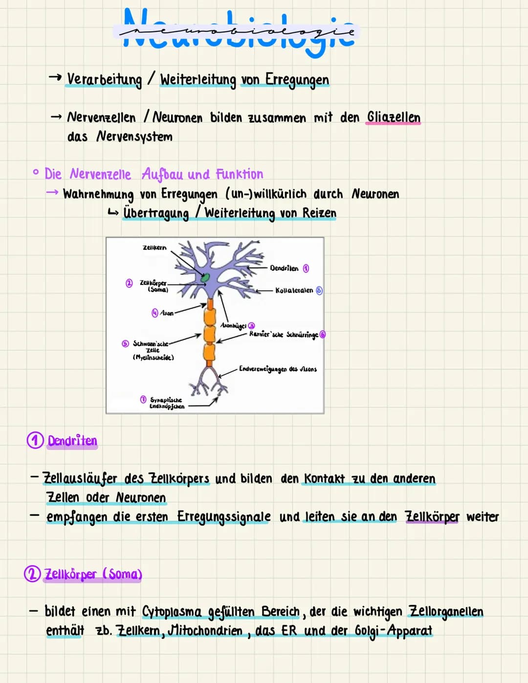 Neurobiologic
→ Verarbeitung / Weiterleitung von Erregungen
->> Nervenzellen/Neuronen bilden zusammen mit den Gliazellen
das Nervensystem
• 