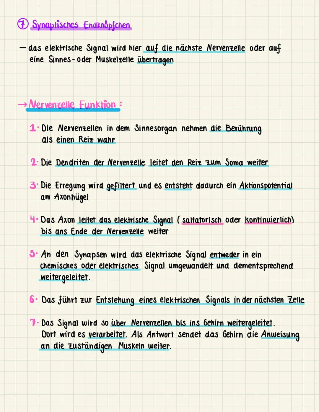 Neurobiologic
→ Verarbeitung / Weiterleitung von Erregungen
->> Nervenzellen/Neuronen bilden zusammen mit den Gliazellen
das Nervensystem
• 
