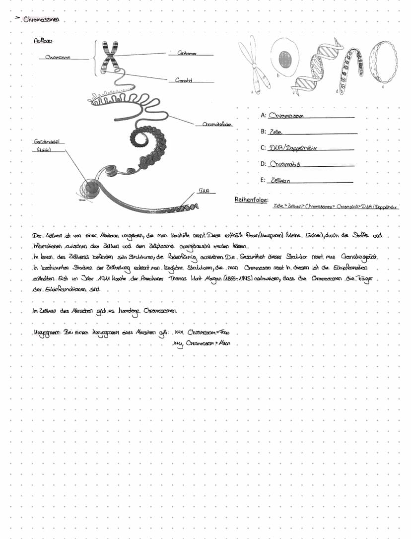 -Definition von
Fachbegriffen.
dexnzettehrbiologia
. Chromosomen > Chrzana - Faden; Soma-> Körper
handoge. Chromosomen > partnerchionoson de