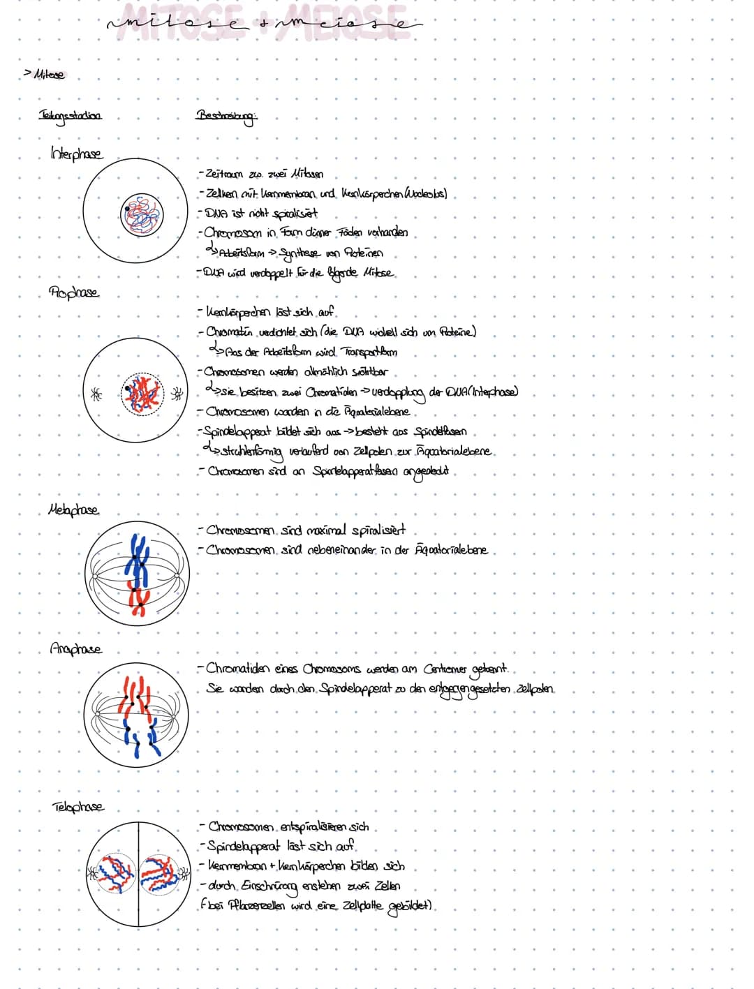 -Definition von
Fachbegriffen.
dexnzettehrbiologia
. Chromosomen > Chrzana - Faden; Soma-> Körper
handoge. Chromosomen > partnerchionoson de