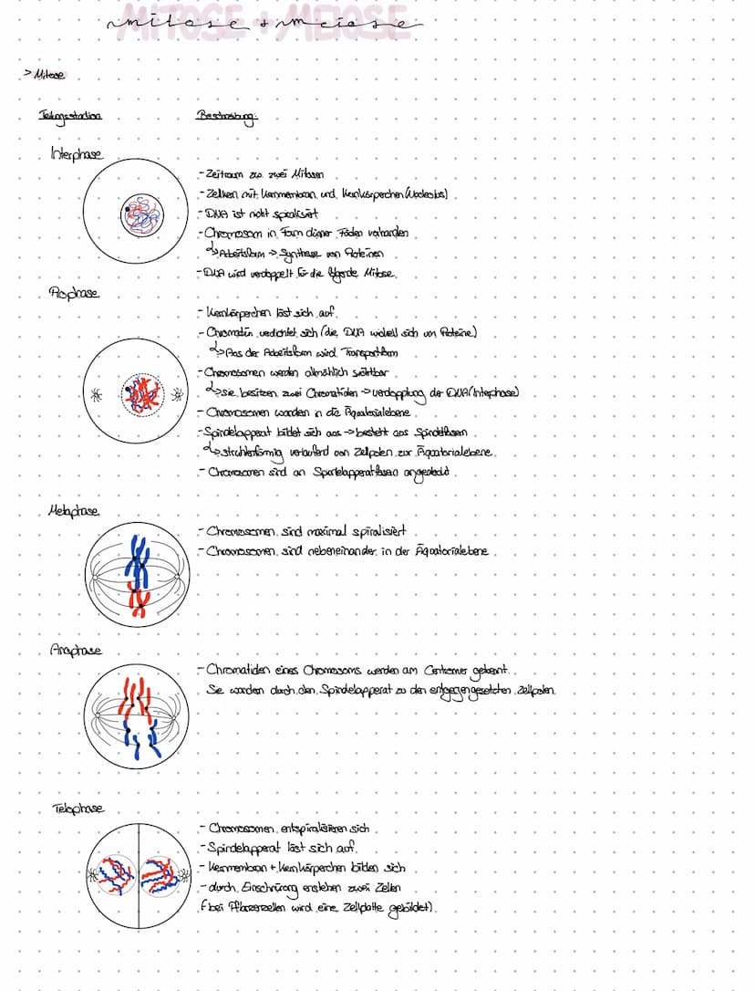 -Definition von
Fachbegriffen.
dexnzettehrbiologia
. Chromosomen > Chrzana - Faden; Soma-> Körper
handoge. Chromosomen > partnerchionoson de