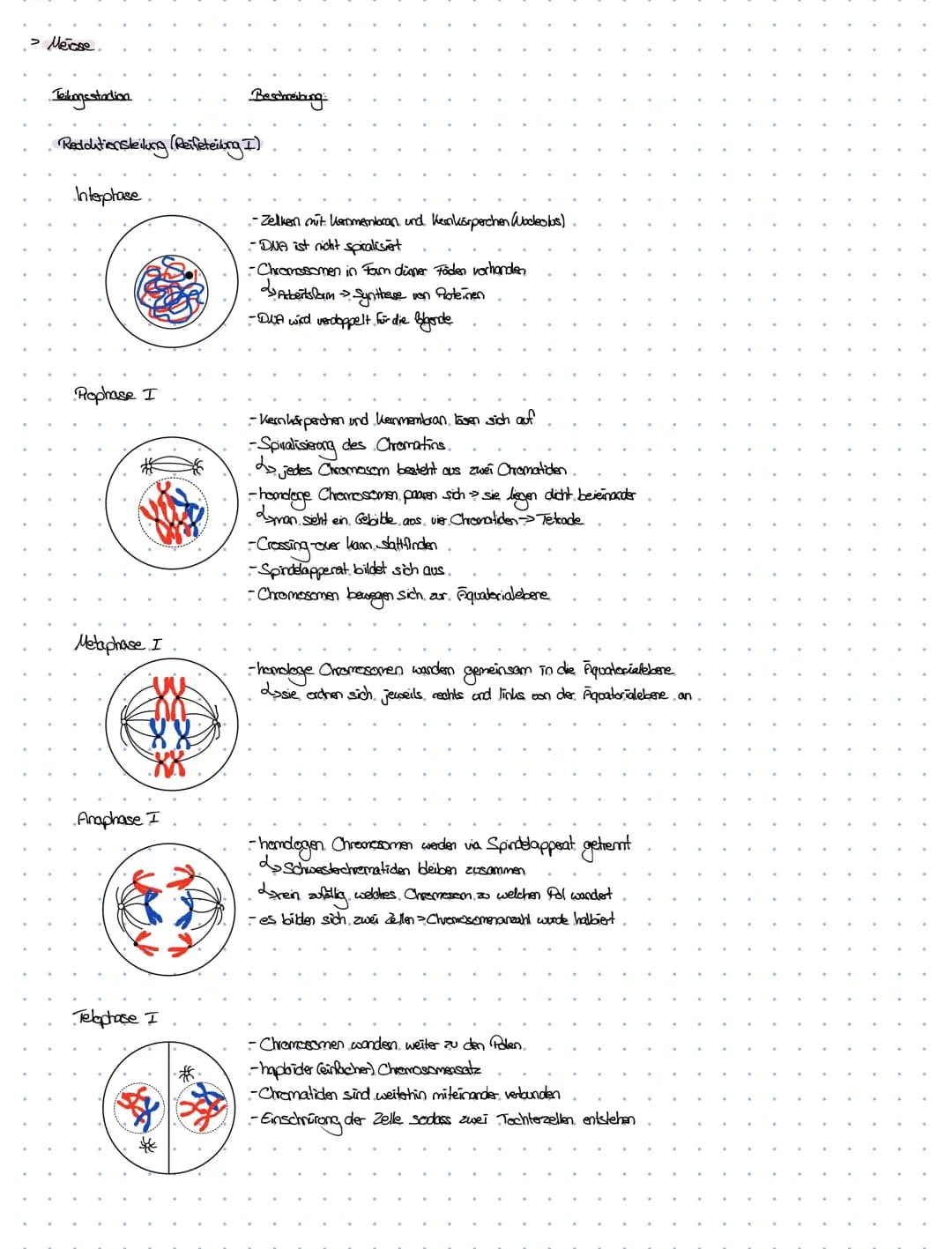 -Definition von
Fachbegriffen.
dexnzettehrbiologia
. Chromosomen > Chrzana - Faden; Soma-> Körper
handoge. Chromosomen > partnerchionoson de