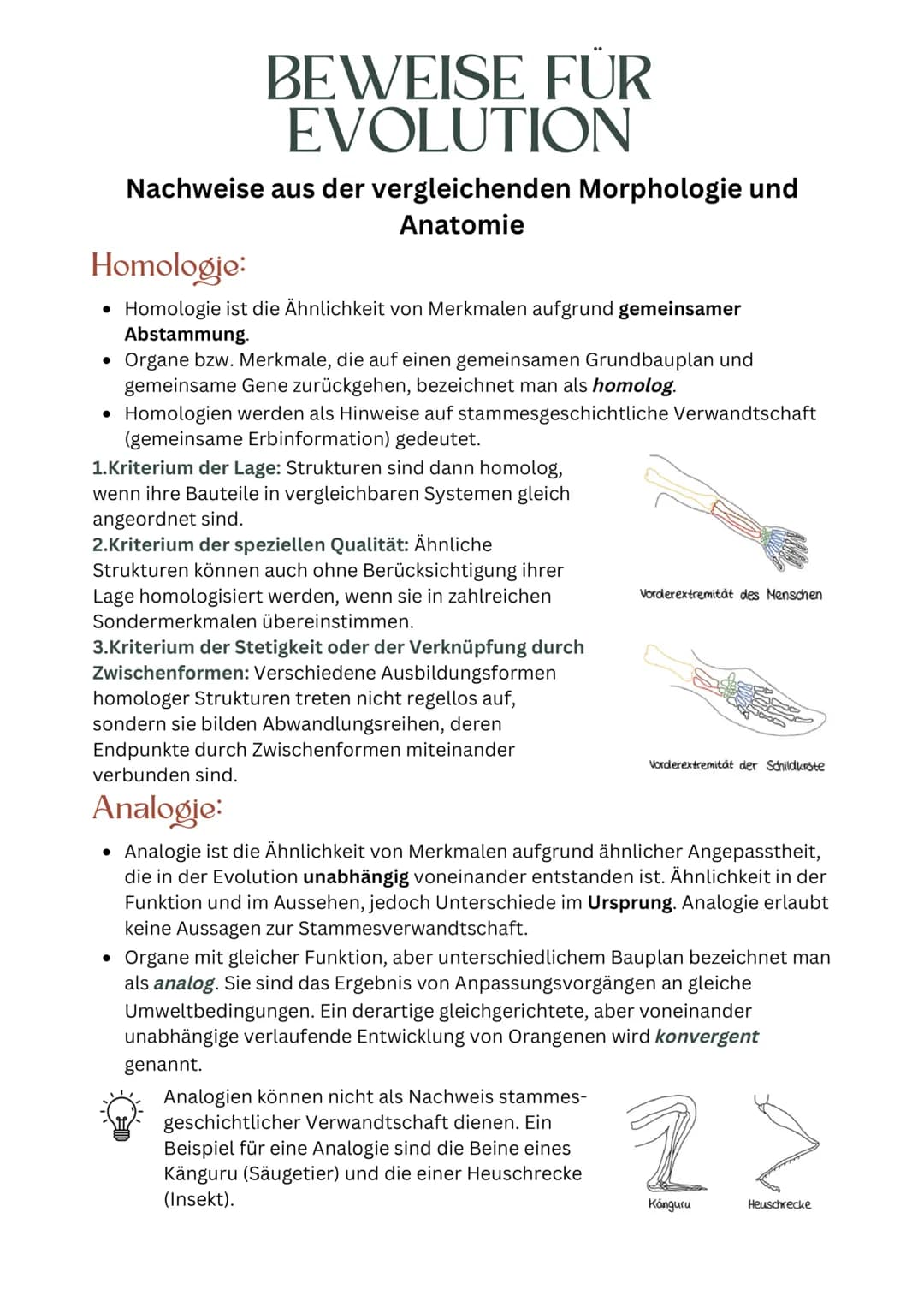 Homologie:
• Homologie ist die Ähnlichkeit von Merkmalen aufgrund gemeinsamer
Abstammung.
●
BEWEISE FÜR
EVOLUTION
Nachweise aus der vergleic
