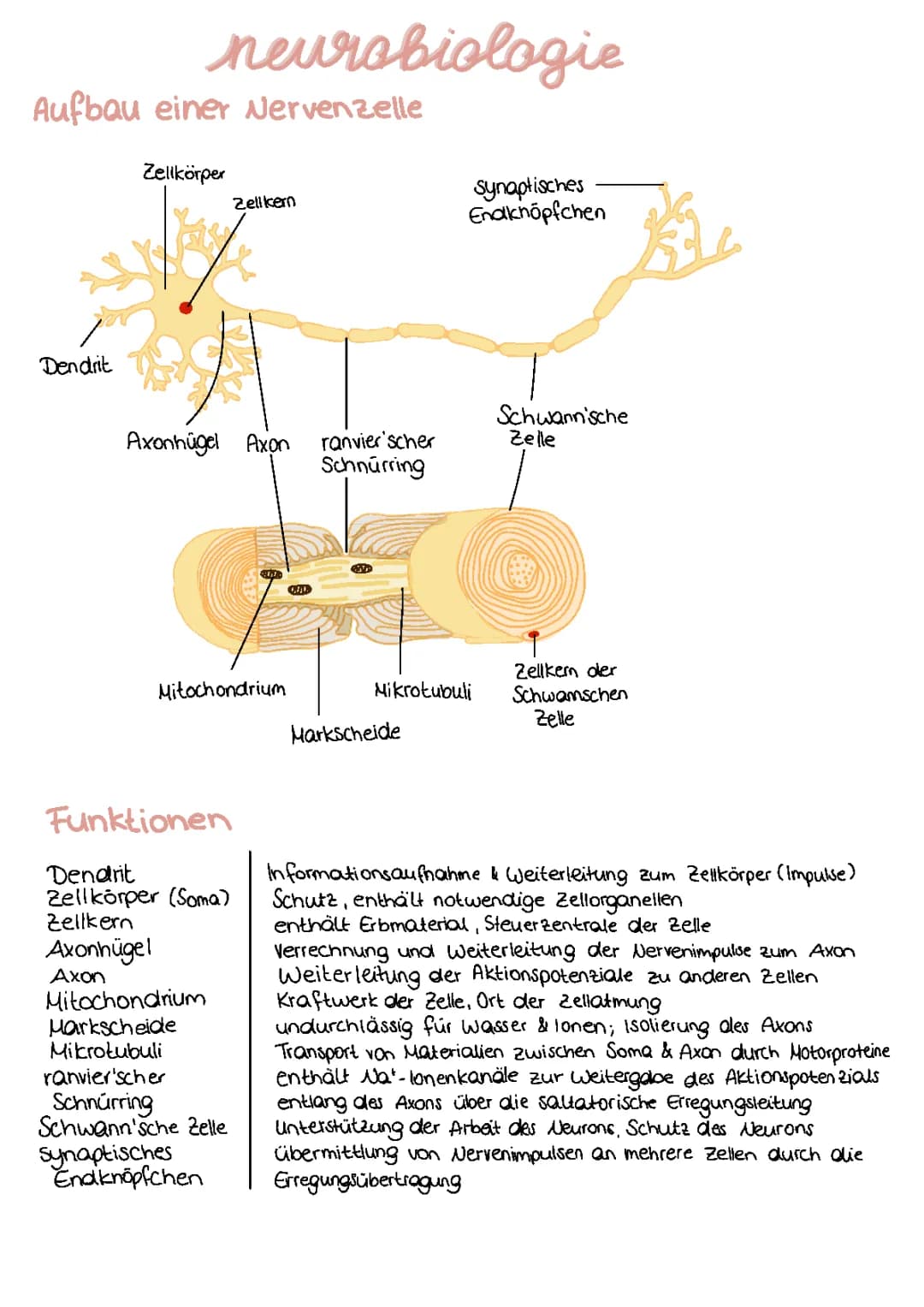 Neurobiologie Lernzettel