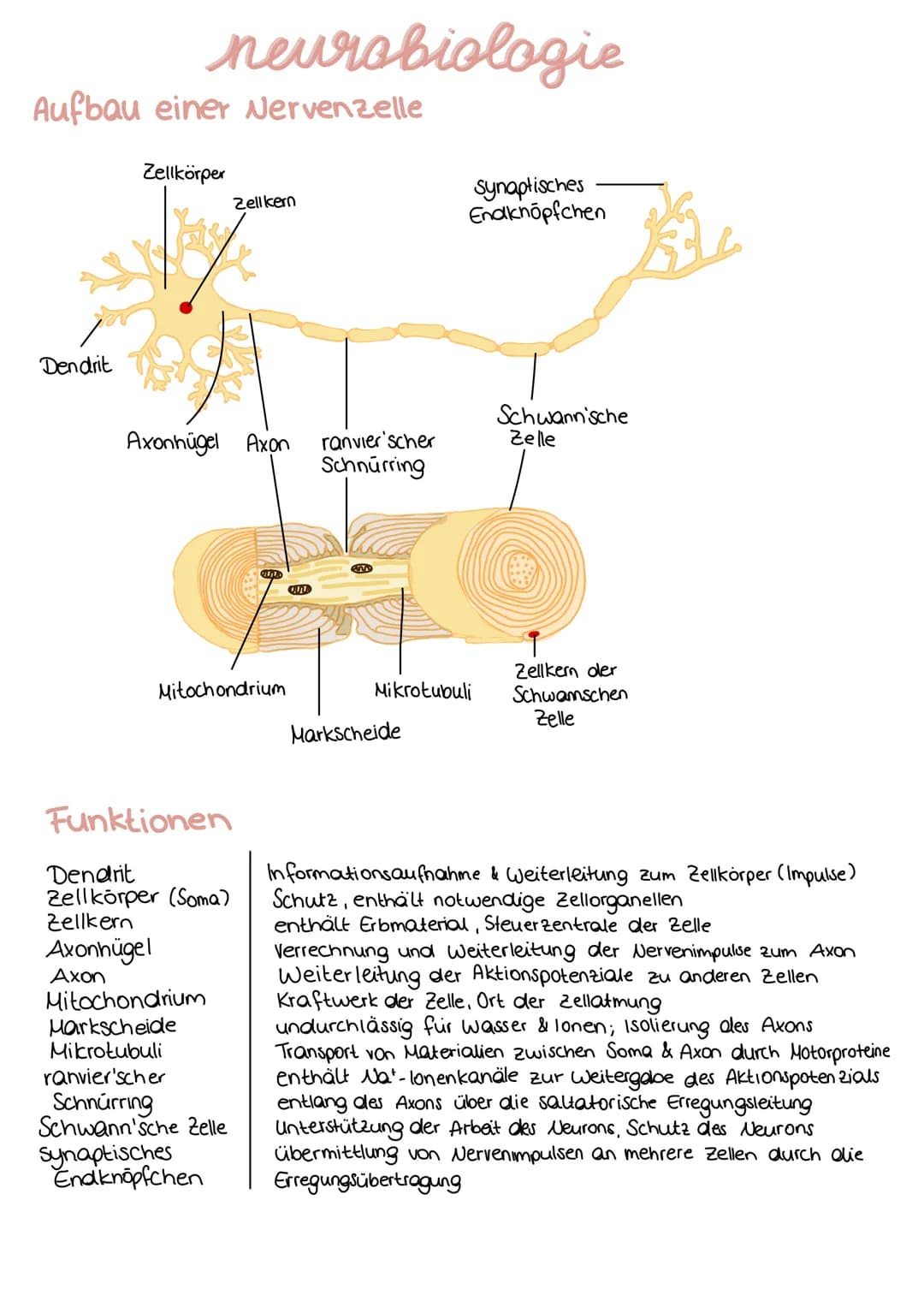 Aufbau einer Nervenzelle
Dendrit
neurobiologie
Zellkörper
Axonhügel Axon
Mitochondrium
Funktionen
Dendrit
Zellkörper (Soma)
Zellkern
Axonhüg