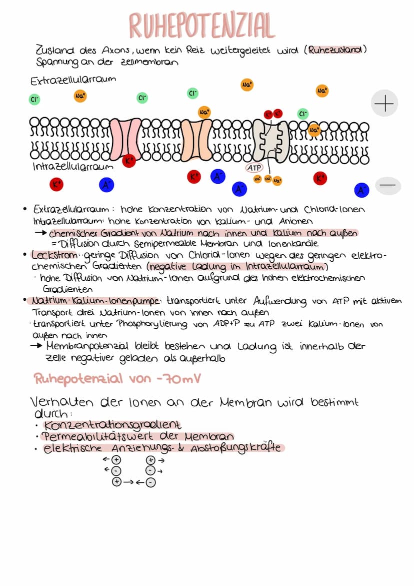 Aufbau einer Nervenzelle
Dendrit
neurobiologie
Zellkörper
Axonhügel Axon
Mitochondrium
Funktionen
Dendrit
Zellkörper (Soma)
Zellkern
Axonhüg