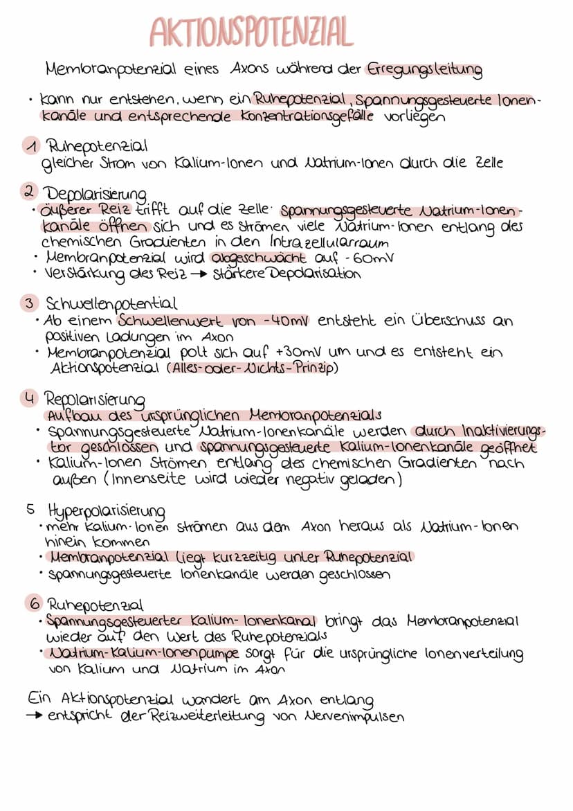 Aufbau einer Nervenzelle
Dendrit
neurobiologie
Zellkörper
Axonhügel Axon
Mitochondrium
Funktionen
Dendrit
Zellkörper (Soma)
Zellkern
Axonhüg