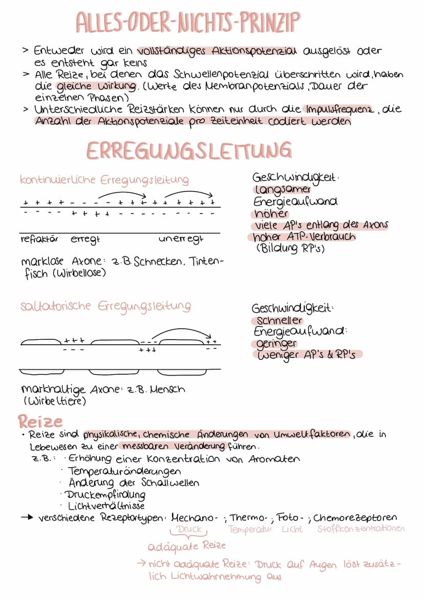 Aufbau einer Nervenzelle
Dendrit
neurobiologie
Zellkörper
Axonhügel Axon
Mitochondrium
Funktionen
Dendrit
Zellkörper (Soma)
Zellkern
Axonhüg
