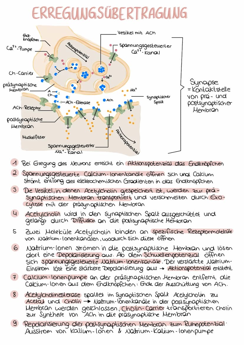 Aufbau einer Nervenzelle
Dendrit
neurobiologie
Zellkörper
Axonhügel Axon
Mitochondrium
Funktionen
Dendrit
Zellkörper (Soma)
Zellkern
Axonhüg