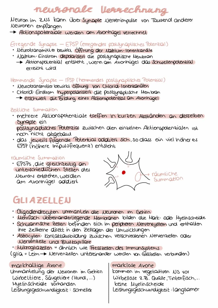 Aufbau einer Nervenzelle
Dendrit
neurobiologie
Zellkörper
Axonhügel Axon
Mitochondrium
Funktionen
Dendrit
Zellkörper (Soma)
Zellkern
Axonhüg