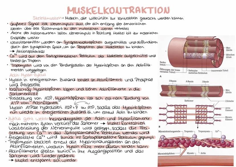 Aufbau einer Nervenzelle
Dendrit
neurobiologie
Zellkörper
Axonhügel Axon
Mitochondrium
Funktionen
Dendrit
Zellkörper (Soma)
Zellkern
Axonhüg