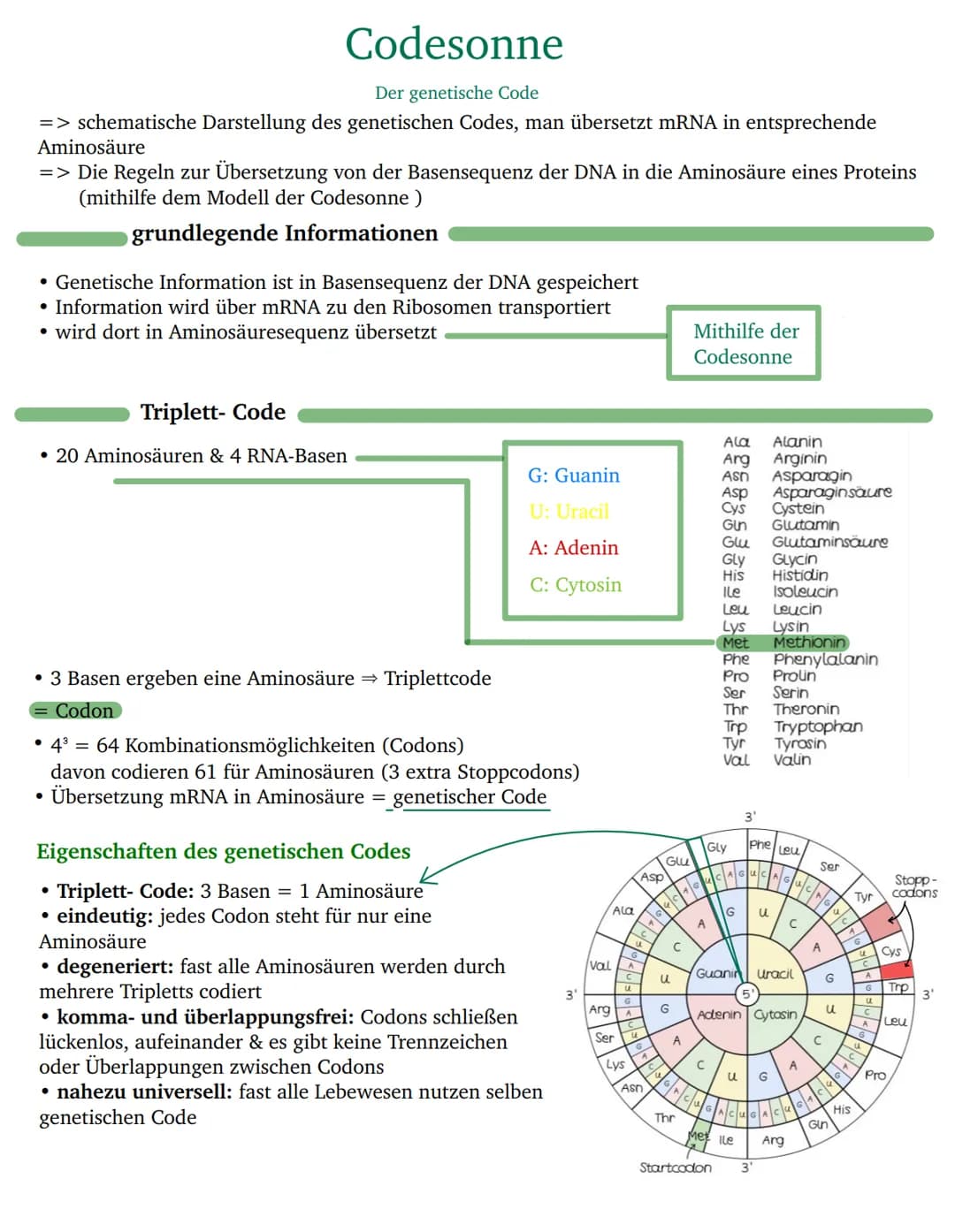Codesonne
Der genetische Code
=> schematische Darstellung des genetischen Codes, man übersetzt mRNA in entsprechende
Aminosäure
=> Die Regel