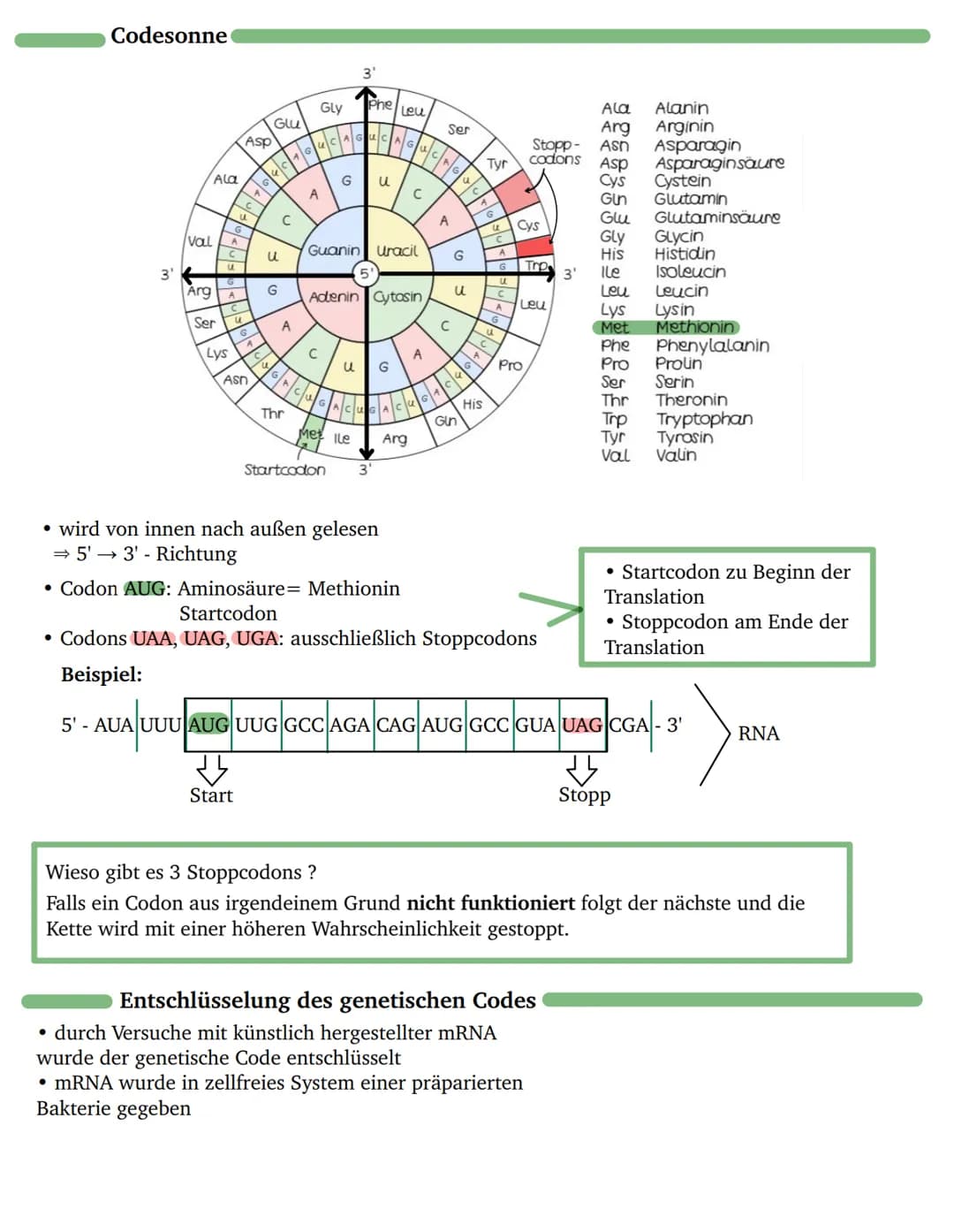Codesonne
Der genetische Code
=> schematische Darstellung des genetischen Codes, man übersetzt mRNA in entsprechende
Aminosäure
=> Die Regel