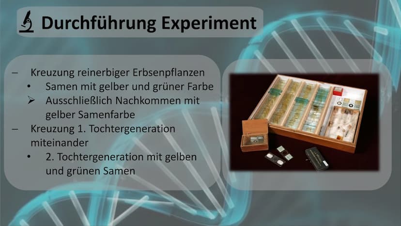 Gregor Mendel
Mendelsche Gesetze Gliederung
Biographie und Lebenslauf
Fachbegriffserklärung
Gründe
! Voraussetzung und Vorgehensweise
Durchf