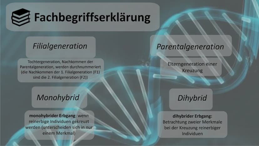 Gregor Mendel
Mendelsche Gesetze Gliederung
Biographie und Lebenslauf
Fachbegriffserklärung
Gründe
! Voraussetzung und Vorgehensweise
Durchf