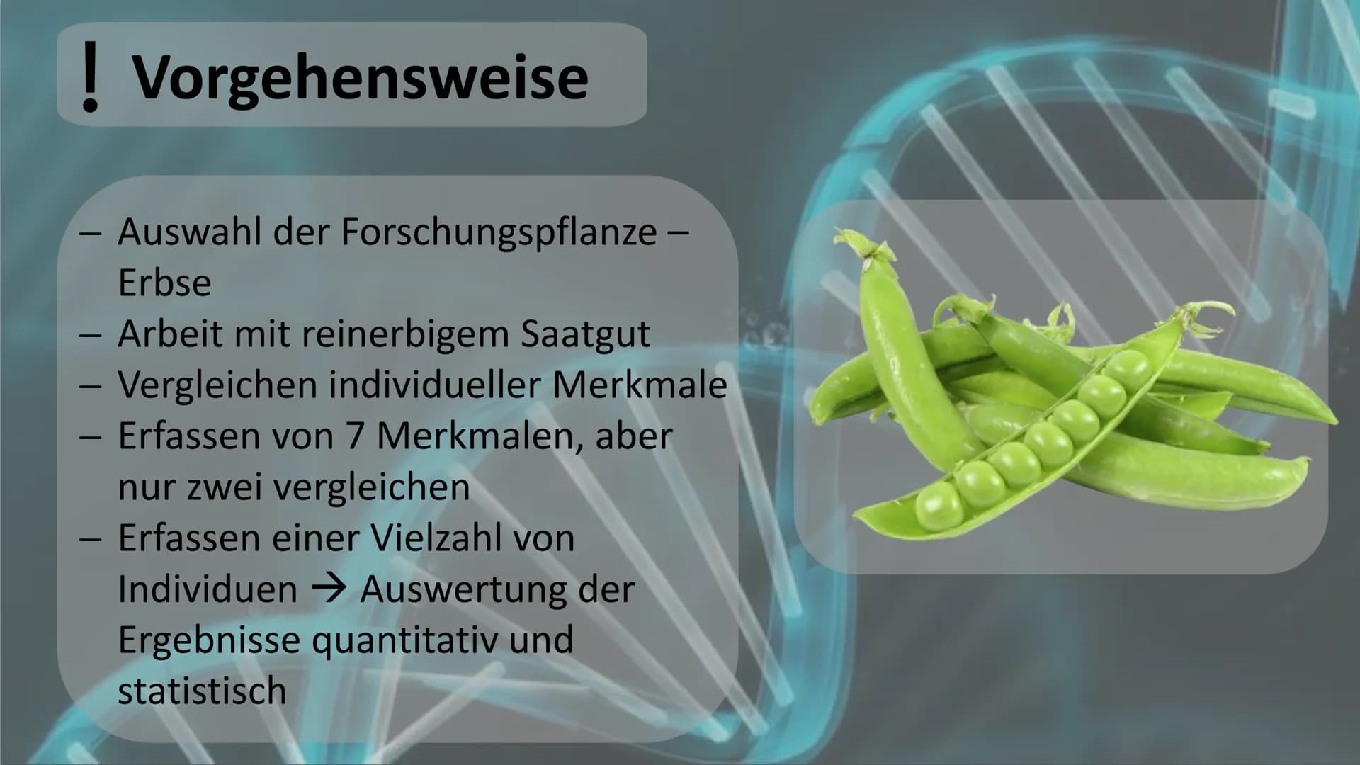 Gregor Mendel
Mendelsche Gesetze Gliederung
Biographie und Lebenslauf
Fachbegriffserklärung
Gründe
! Voraussetzung und Vorgehensweise
Durchf