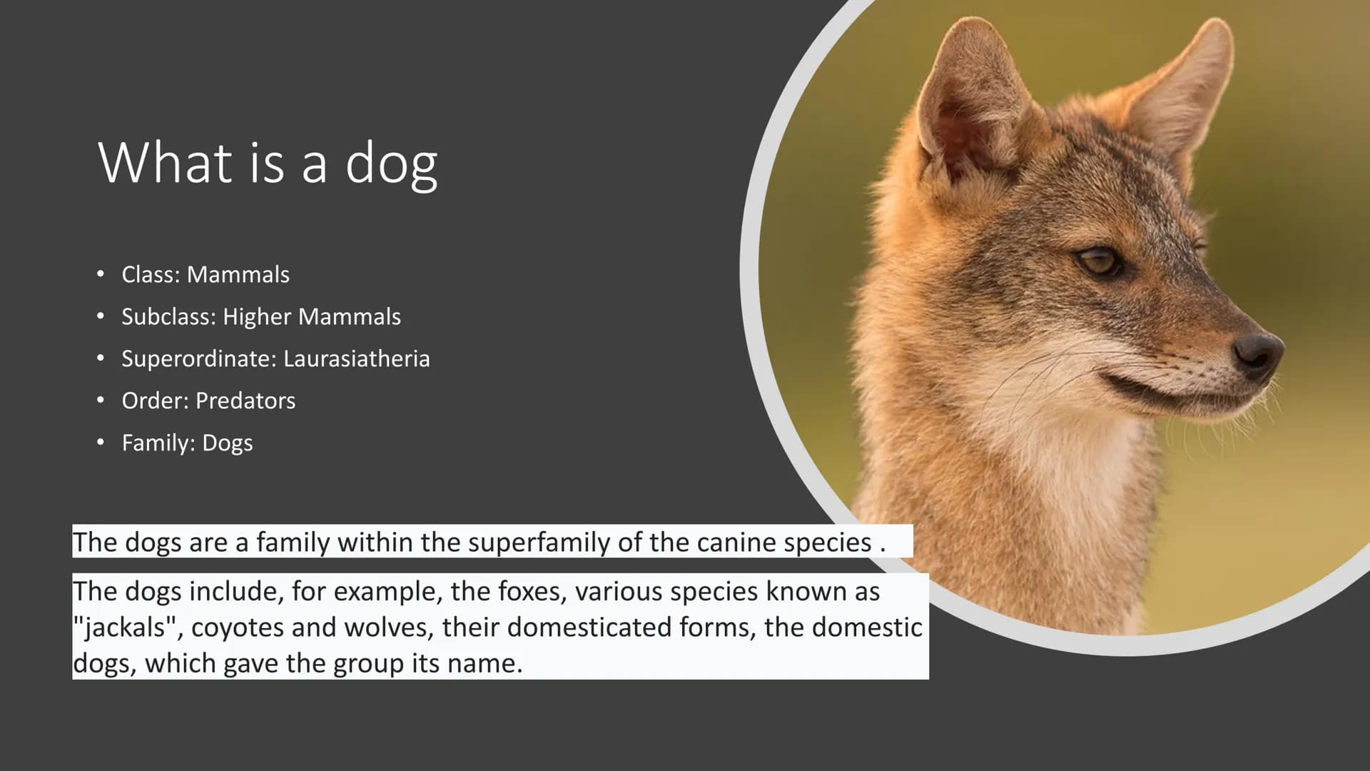 From Nico Schmidt
The Dog Rudolf-Virchow-Oberschule
English 10/23
Nico Alexej Schmidt
Structure:
1. What is a dog
2. Features
3. Distributio