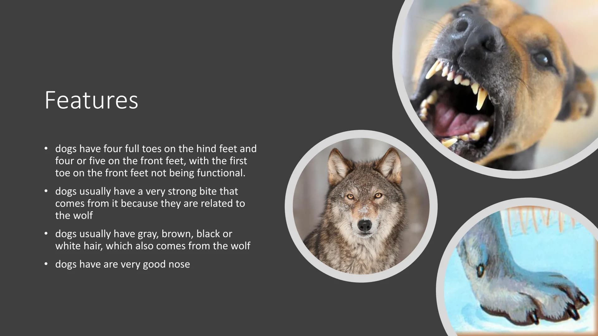 Awesome Dogs PowerPoint Presentation for Kids
